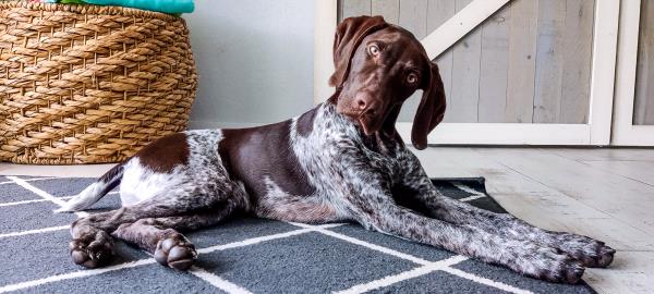 /images/uploads/southeast german shorthaired pointer rescue/segspcalendarcontest2021/entries/21769thumb.jpg